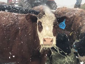 G.A.P. Farm Life: Wilsey Ranch in Winter