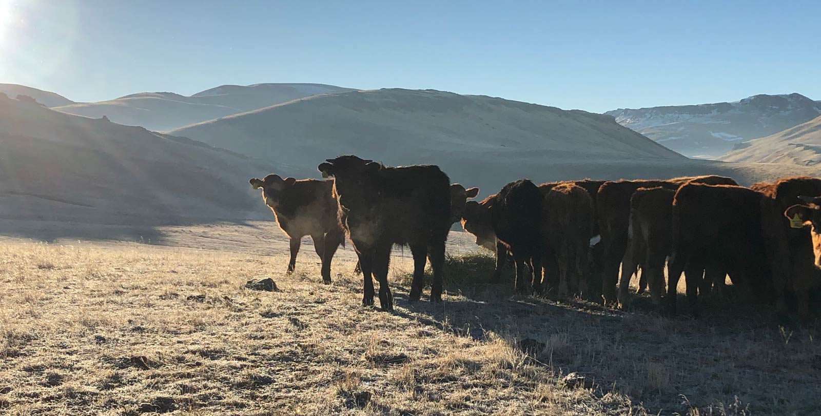 G.A.P. Farm Life: Cattle in Winter