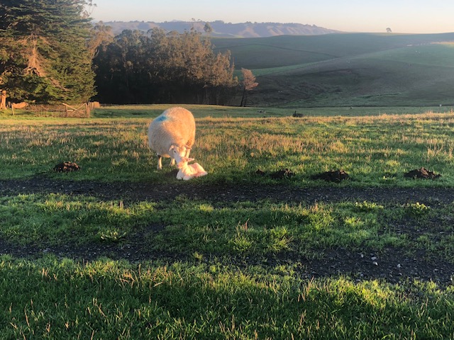 Farm Life: Lambing