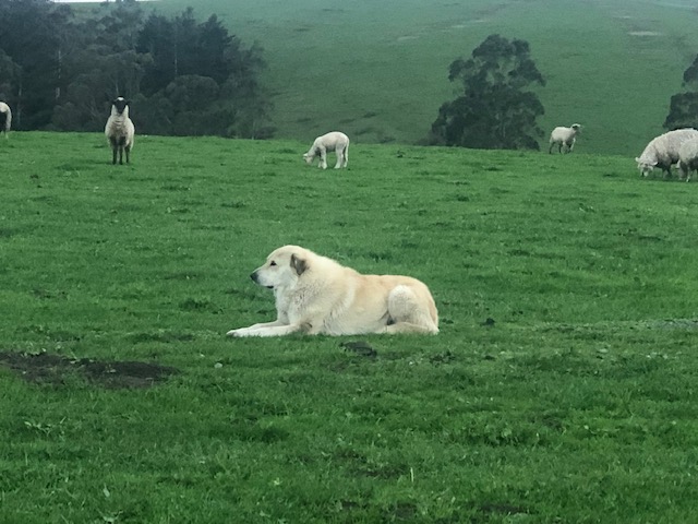 Farm Life: Lambs watched over by guard dog