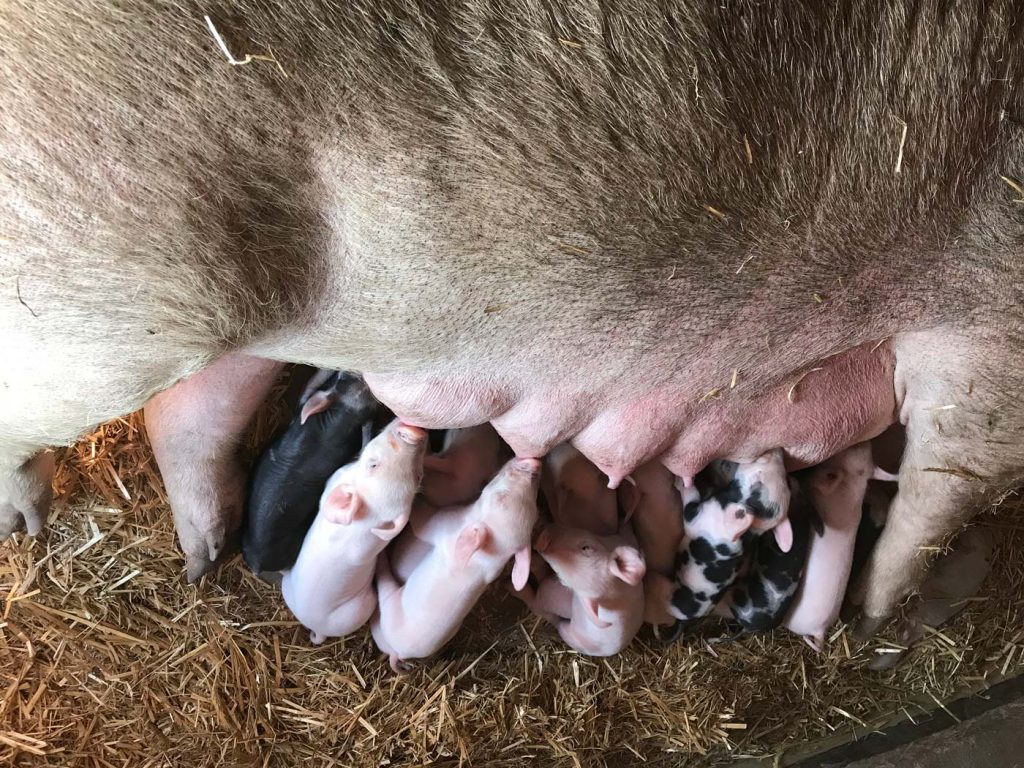 Week 1: Piglets getting a meal at the milk bar!