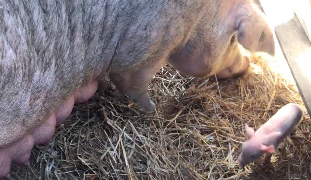 Week 1: A sow builds a nest out of straw for her and her piglets.