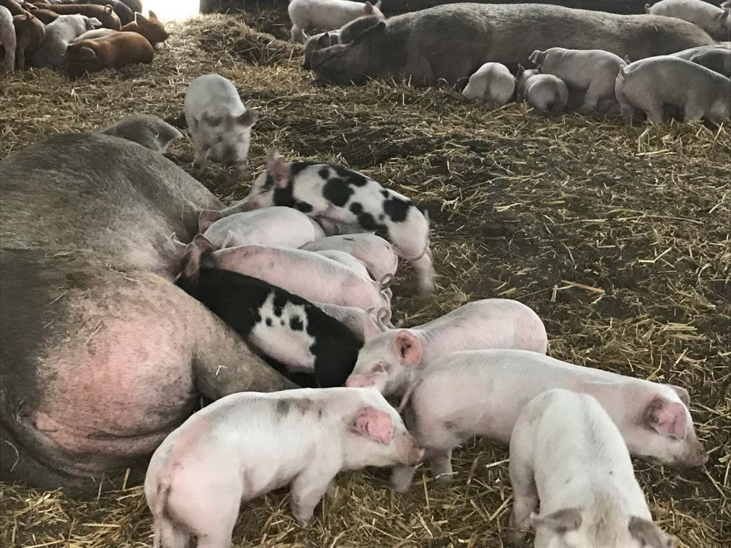 Week 4: Piglets and their sow in a group housing environment