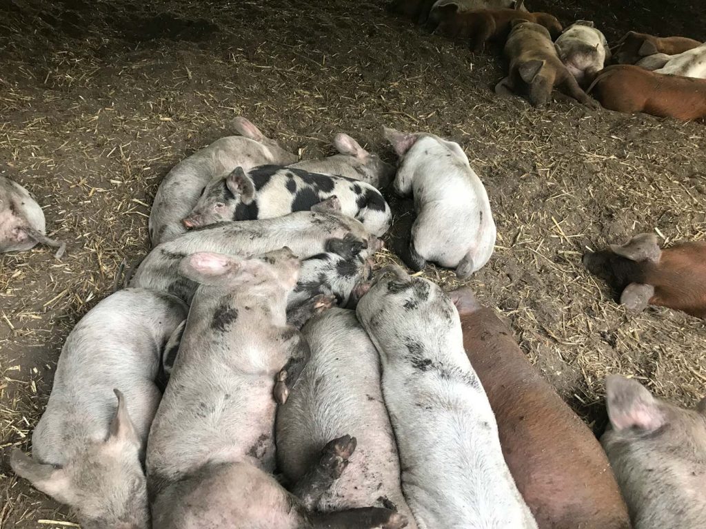 Week 5: Piglets stick with their litter mates in group housing.