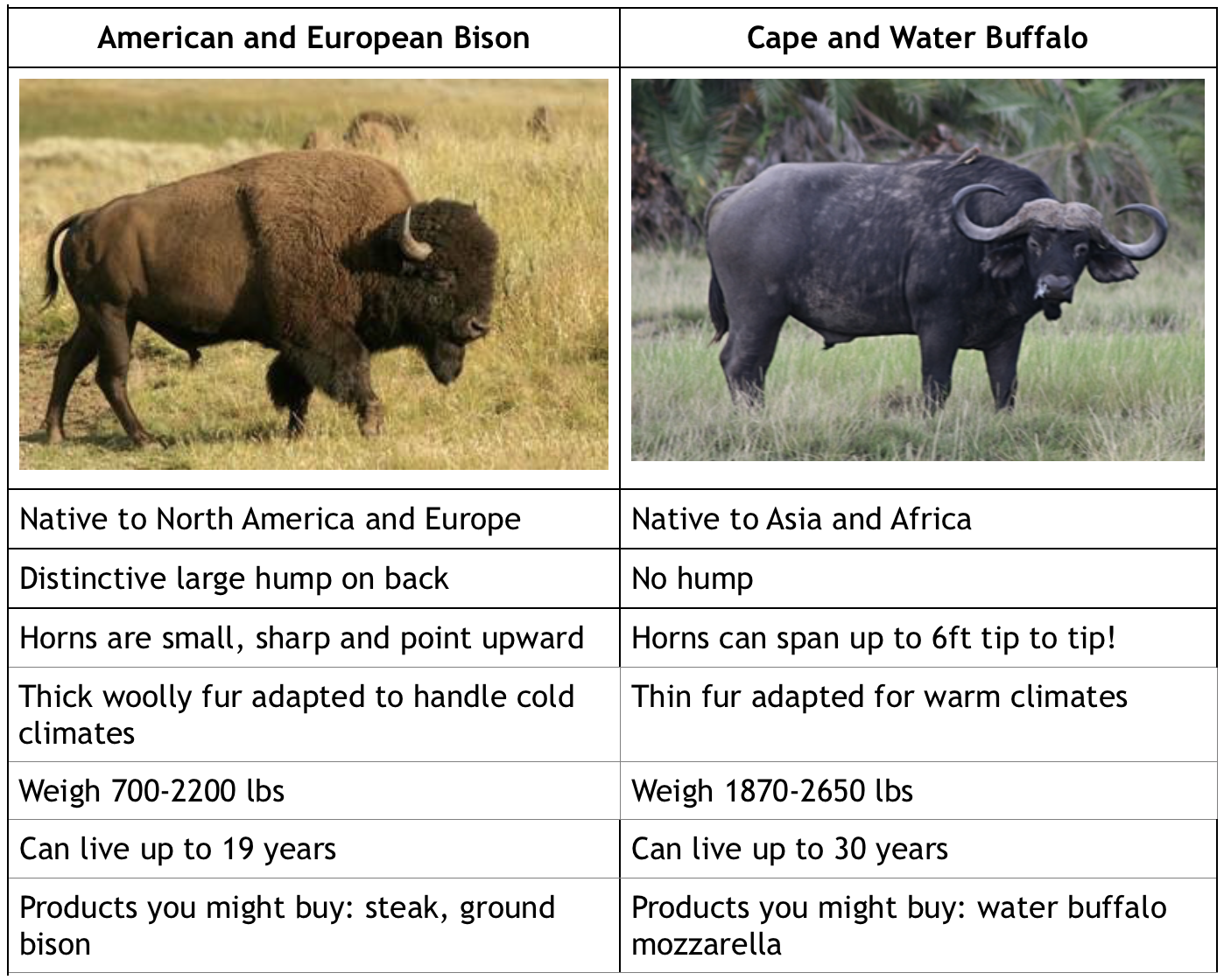 Bison vs Buffalo Differences