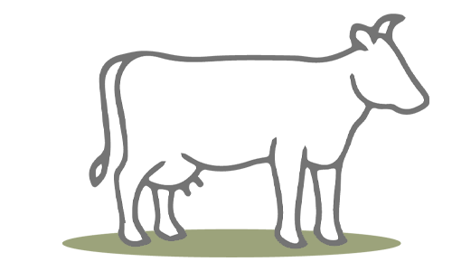 G.A.P. Species: Dairy Cattle