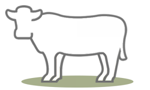 G.A.P. Species: Beef Cattle