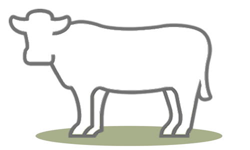 G.A.P. Species: Beef Cattle