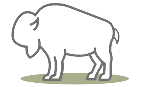 G.A.P. Species: Bison