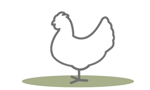 G.A.P. Species: Broiler Chicken