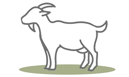 G.A.P. Species: Goat