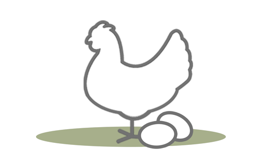 G.A.P. Species: Egg-Laying Hens
