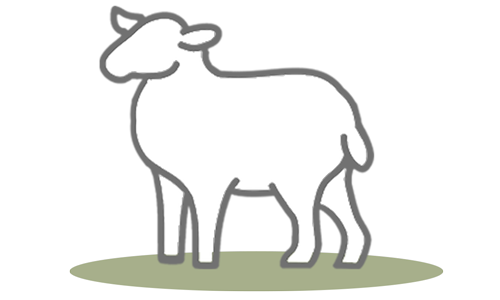 G.A.P. Species: Sheep